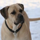 Dogo Canario im Schnee