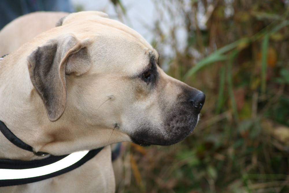 Dogo Canario Söckchen