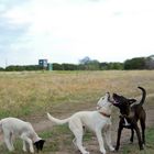 dogs and sheep // hunde und schaf