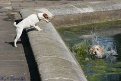 ...Dogs and the ball...