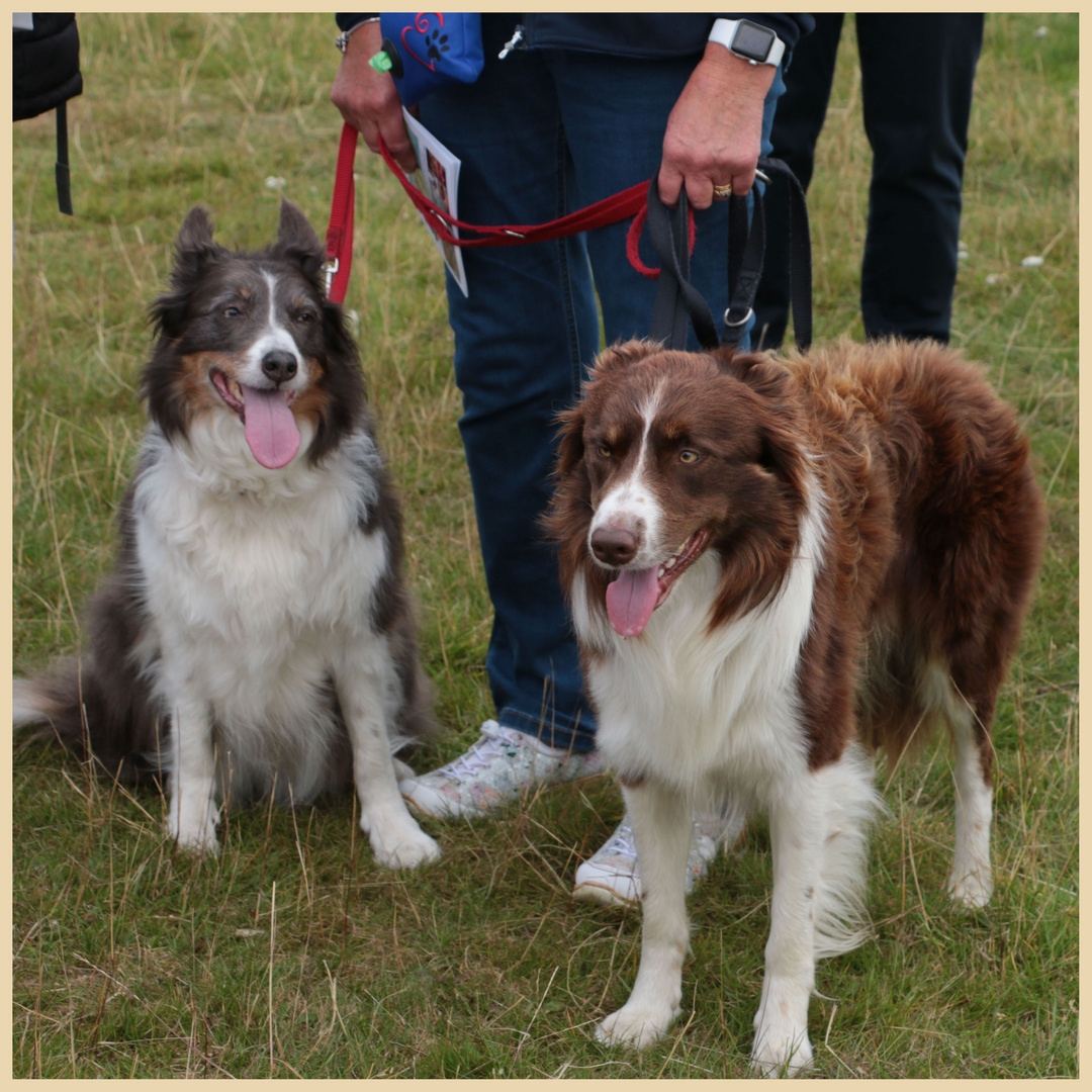 dogs at powburn 2