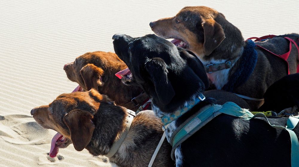 Dogs at the Beach 002