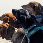 Dogs at the Beach 002