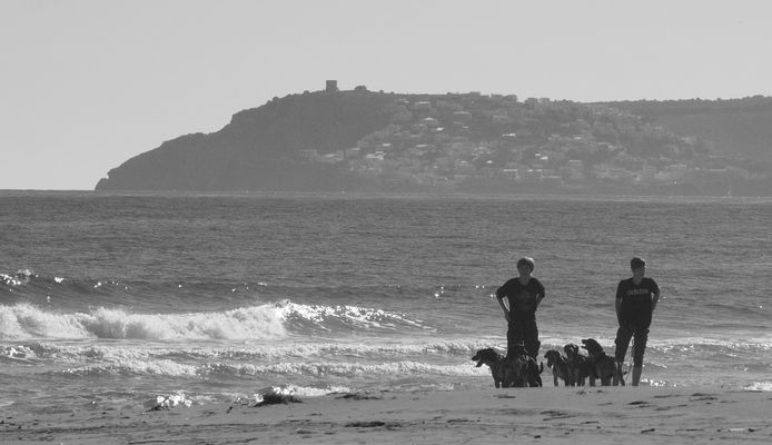 Dogs at the Beach 002