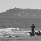 Dogs at the Beach 002