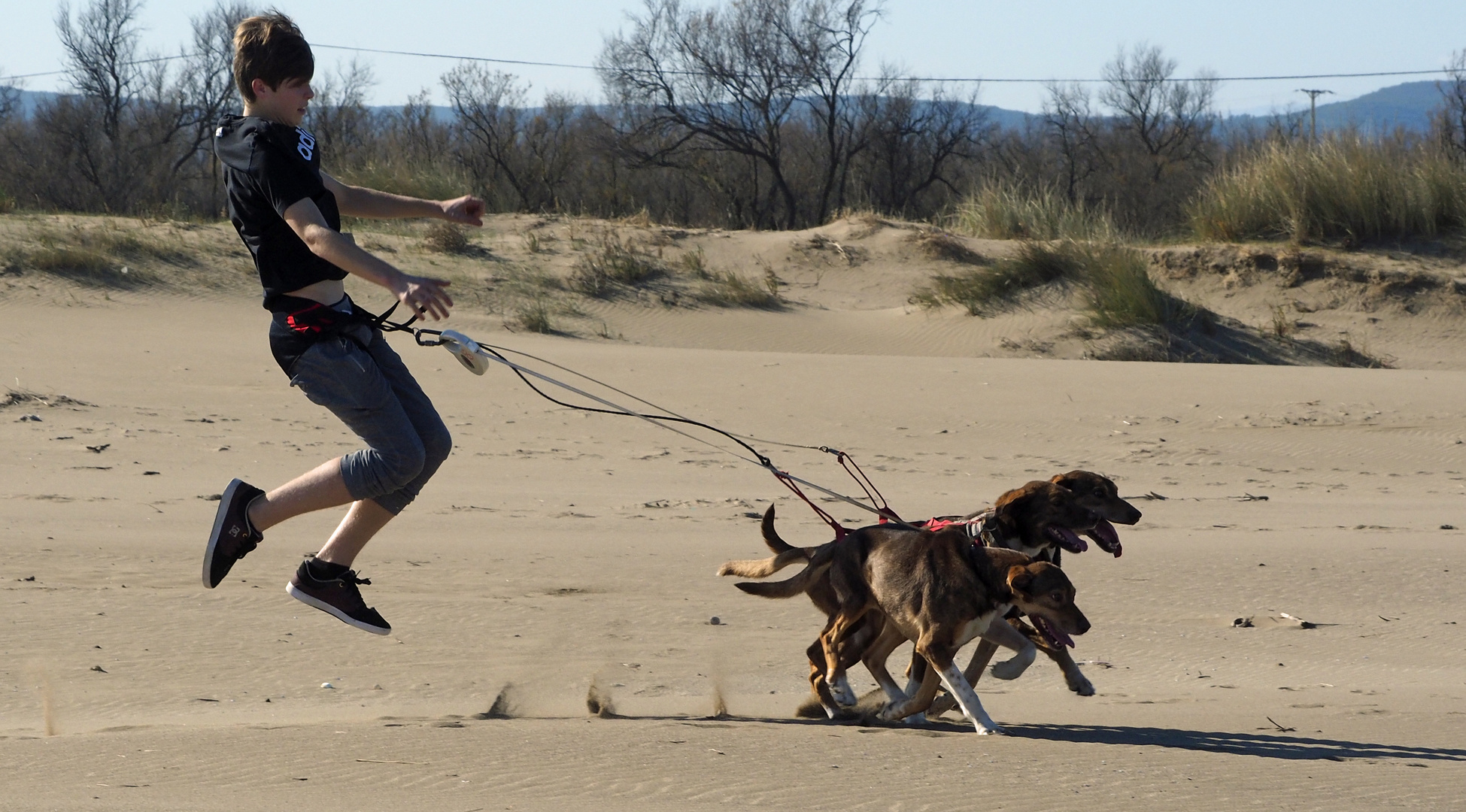 Dogs at the Beach 004