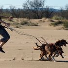 Dogs at the Beach 004