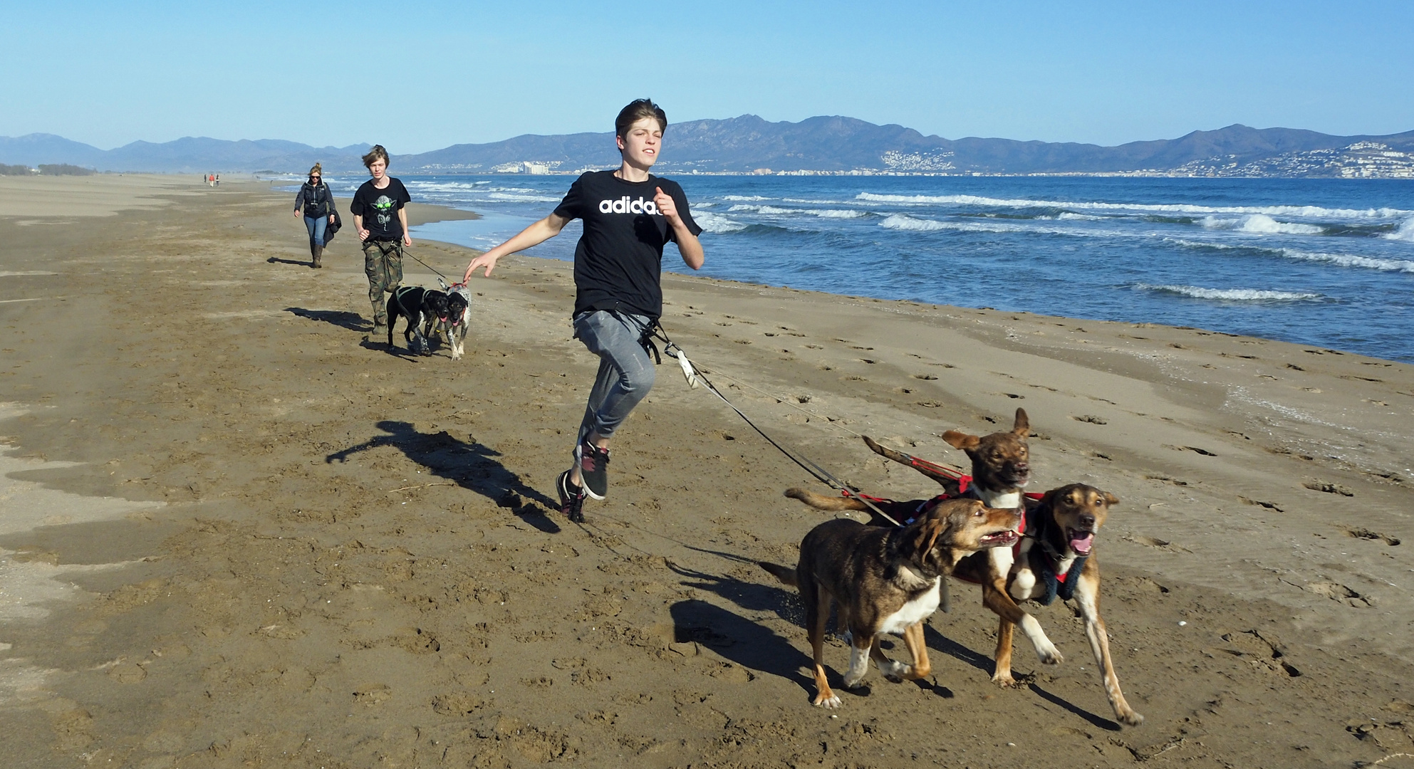 Dogs at the Beach 005