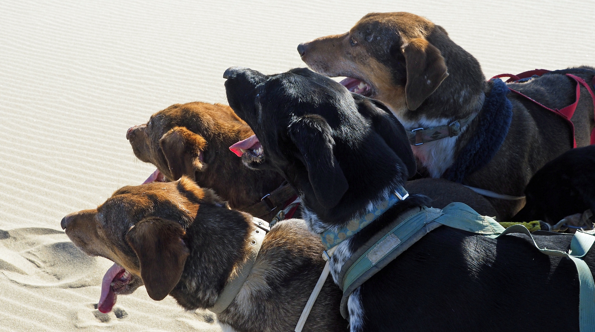 Dogs at the Beach 007