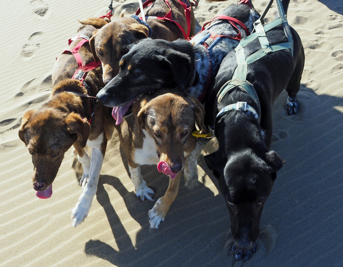 Dogs at the Beach 007