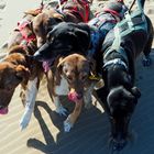 Dogs at the Beach 007