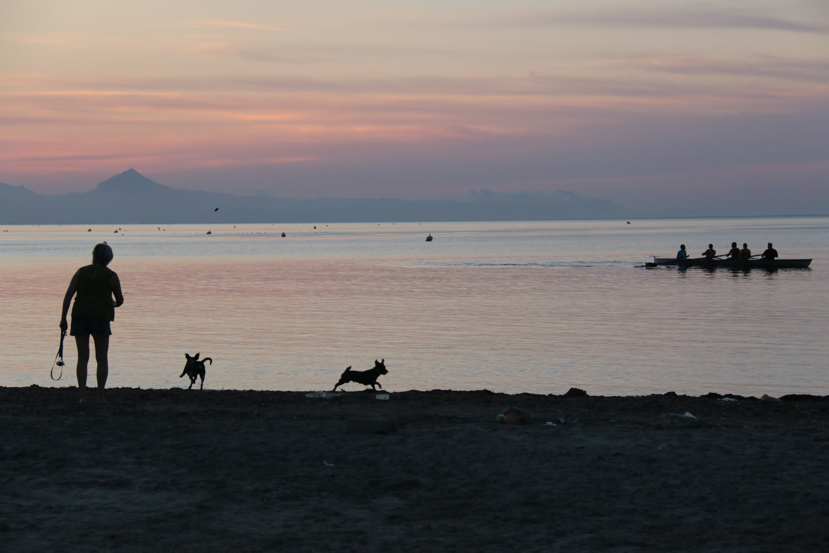 Dogs at the beach