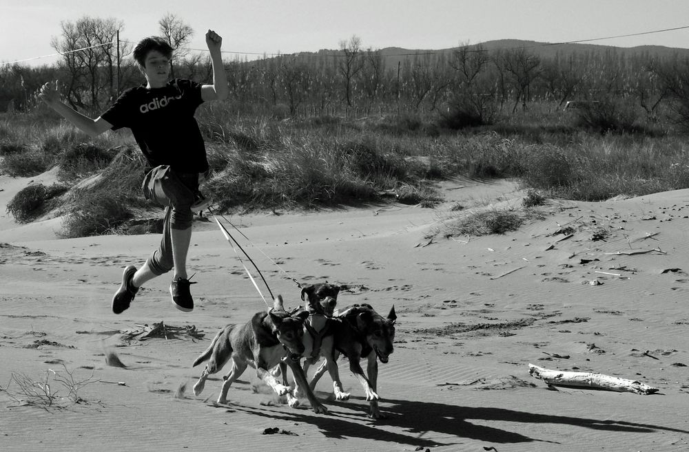 Dogs at the Beach