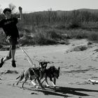 Dogs at the Beach