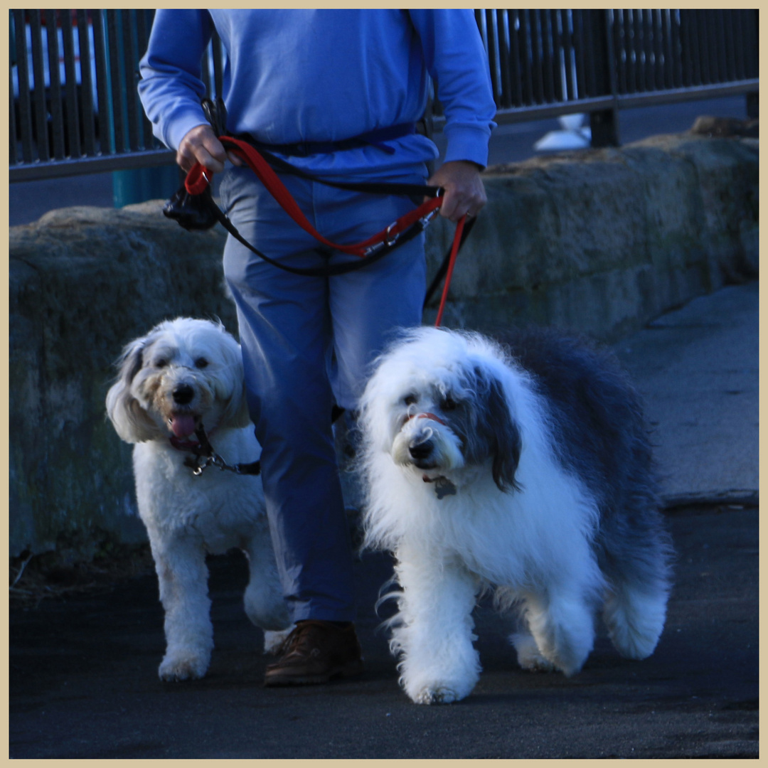 dogs at whitley bay