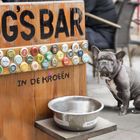 Dog´s Bar