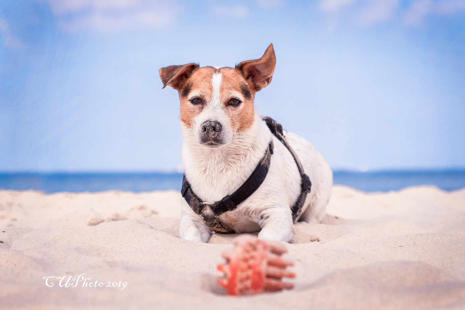 Dog's Beach