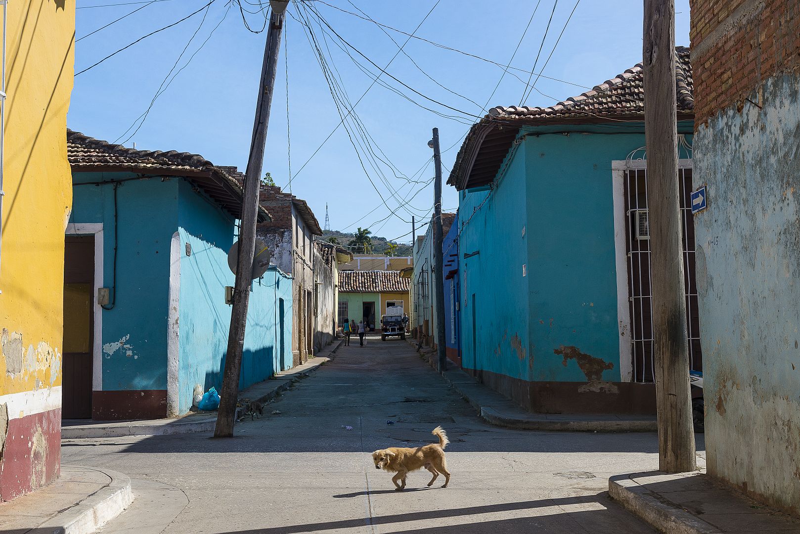 dogs crossing