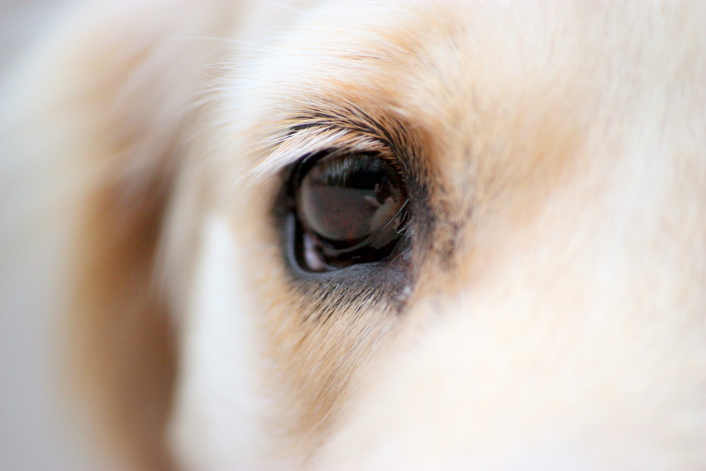 dogs eye