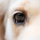 dogs eye