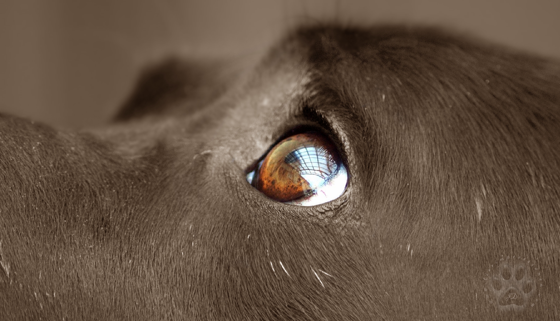 Dogs Eye