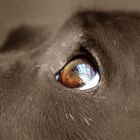 Dogs Eye