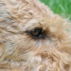 Dogs Eye - Airedaleterrier