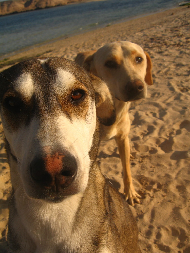 Dogs in Marsa Assalai January 2008