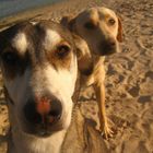 Dogs in Marsa Assalai January 2008