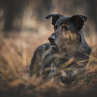 Dogs In Mind Tierfotografie Britta Wangemann