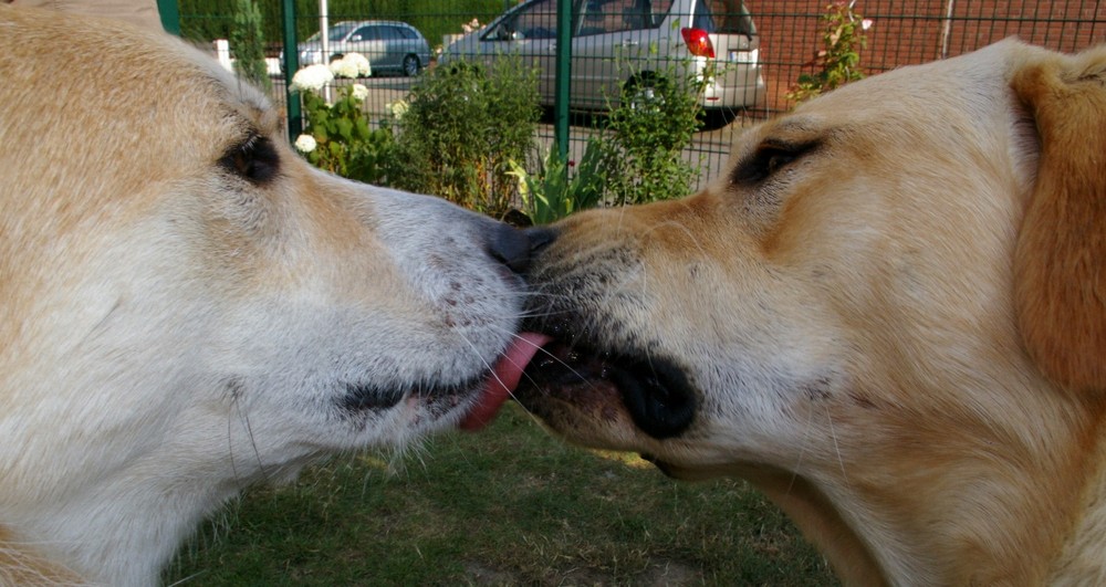 Dogs kiss