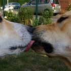 Dogs kiss