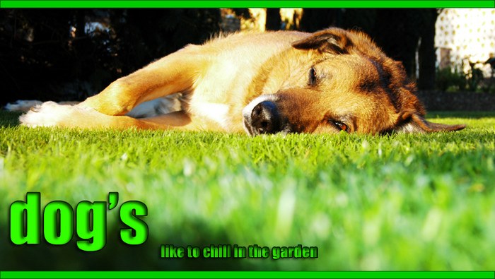 - dogs like chillin in the garden -