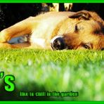 - dogs like chillin in the garden -