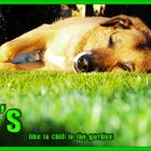 - dogs like chillin in the garden -