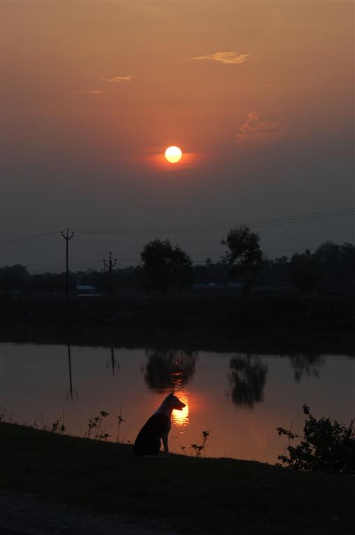 Dog's mood in Sunset