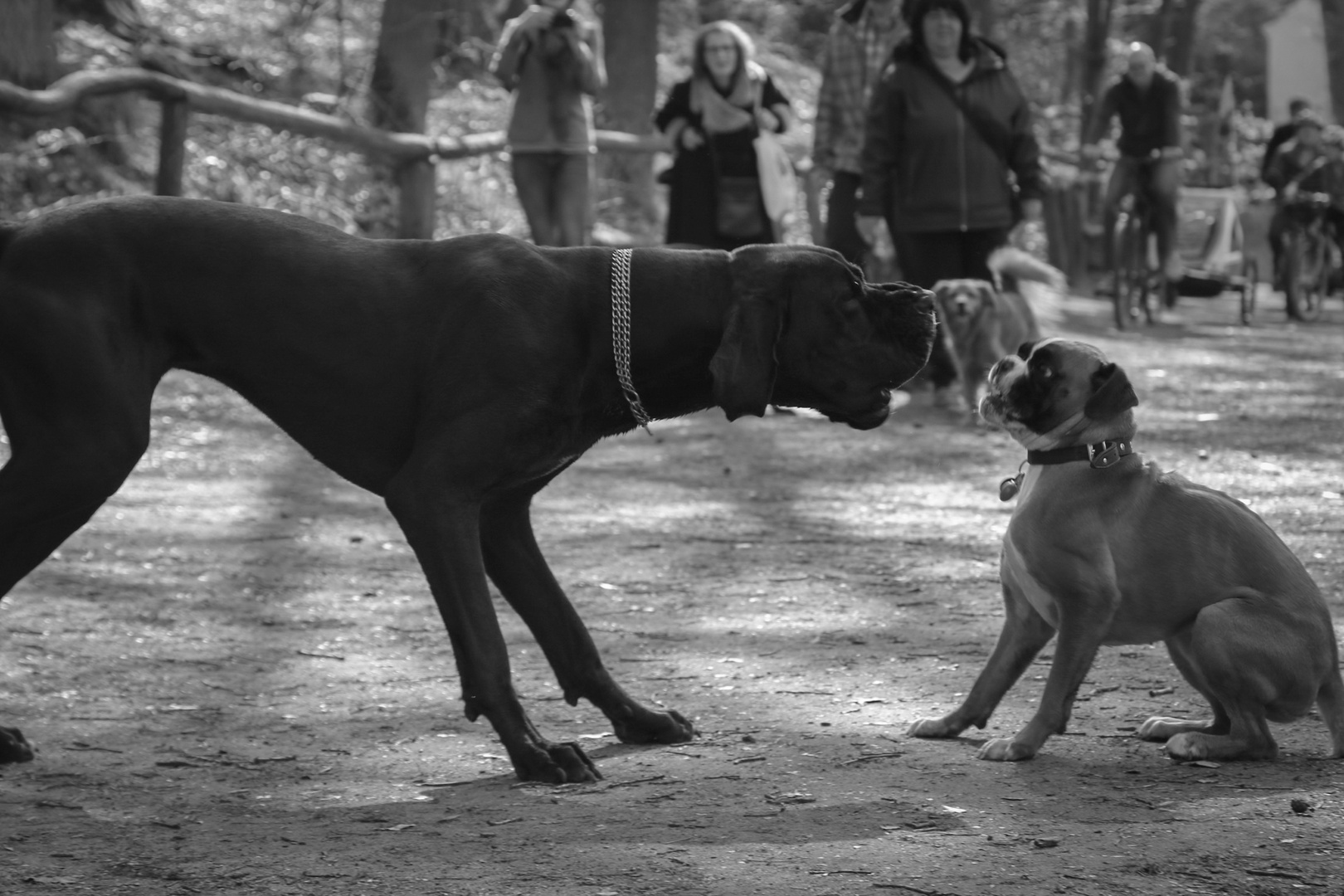 Dogs of Berlin