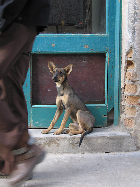 Dogs of Havanna I