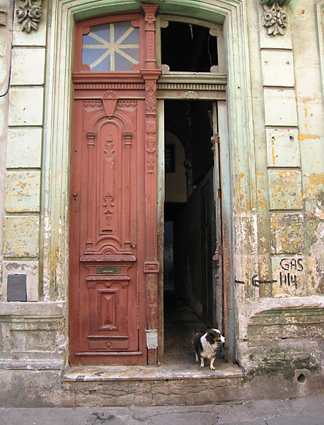 Dogs of Havanna III