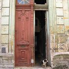 Dogs of Havanna III