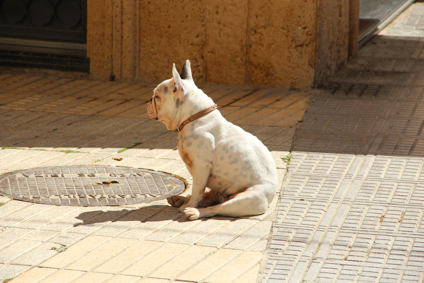 Dogs of Ibiza