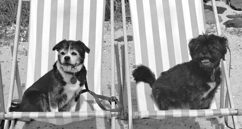 Dogs on sunchairs