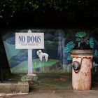 Dogs only