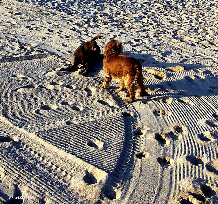 Dogs playing