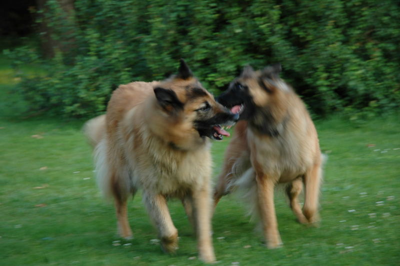 dogs playing