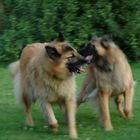 dogs playing