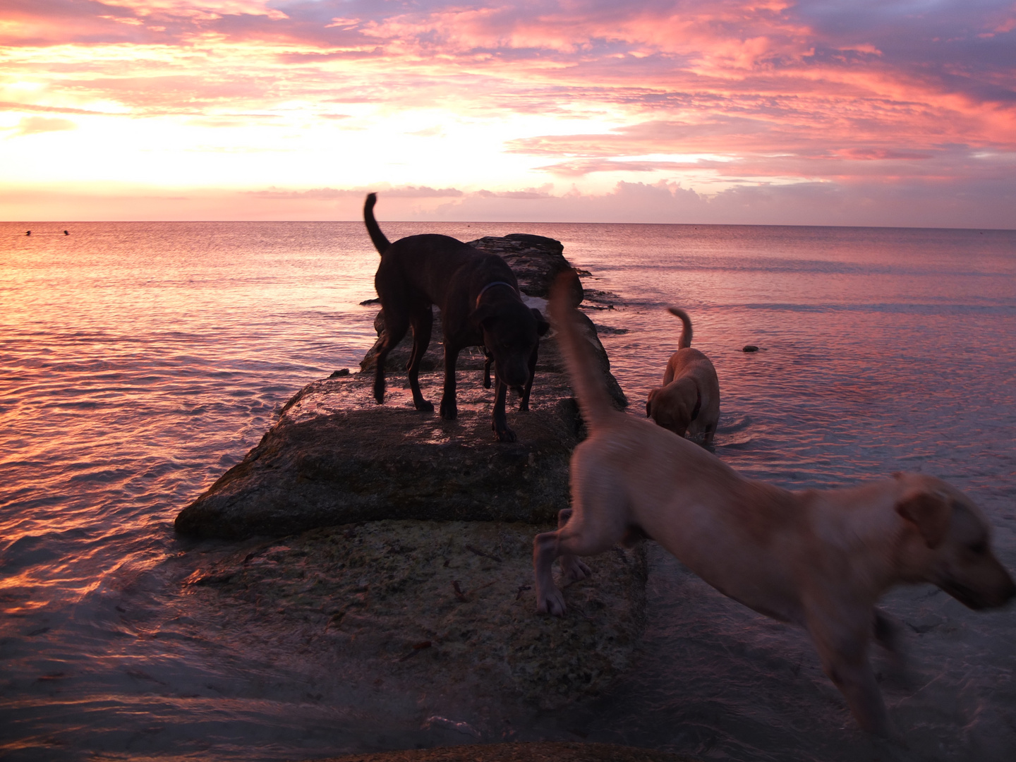 dogs playing on the beach