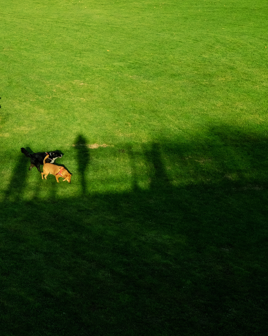 Dogs & shadows