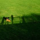 Dogs & shadows