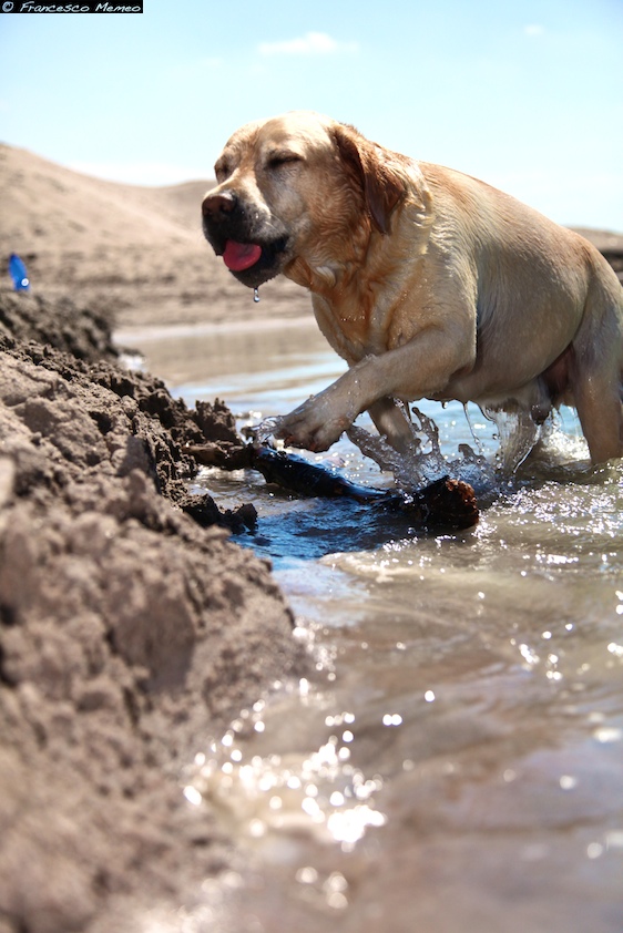 Dog,sand and water...